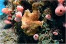 Frogfish Turtle _ Ray, Curacao
